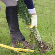 Ragwort Fork
