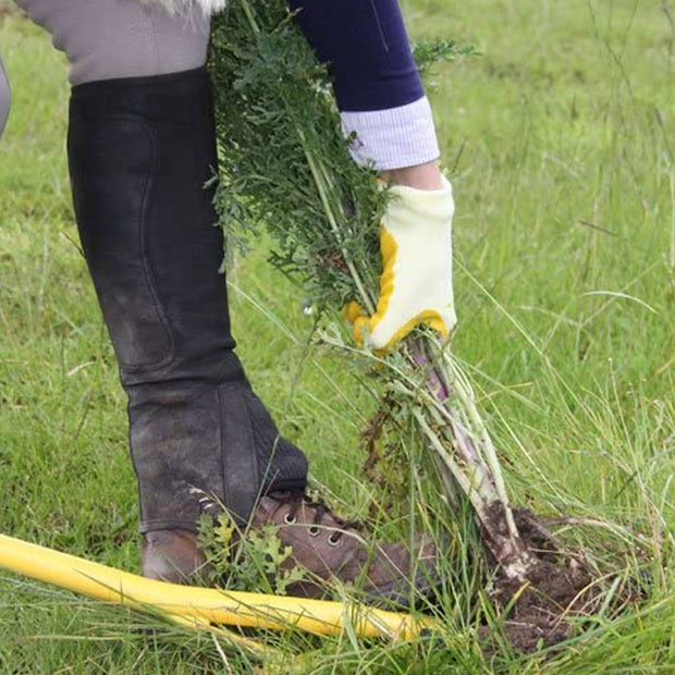 Ragwort Fork